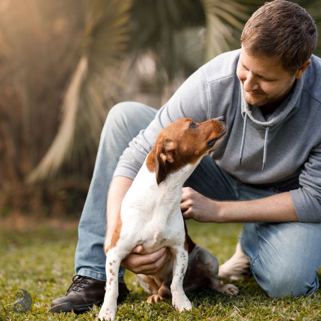 Best Age to Desex a Dog: Health Risks, Breed Differences & What Every Owner Should Know