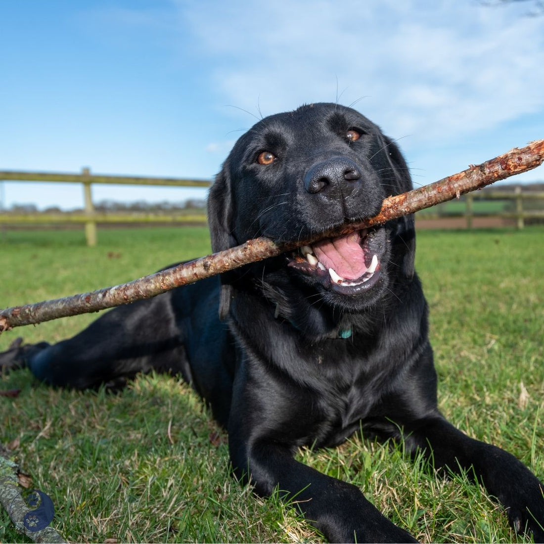 10 Reasons Why Probiotics Are Important for Your Dog’s Skin & Gut Health