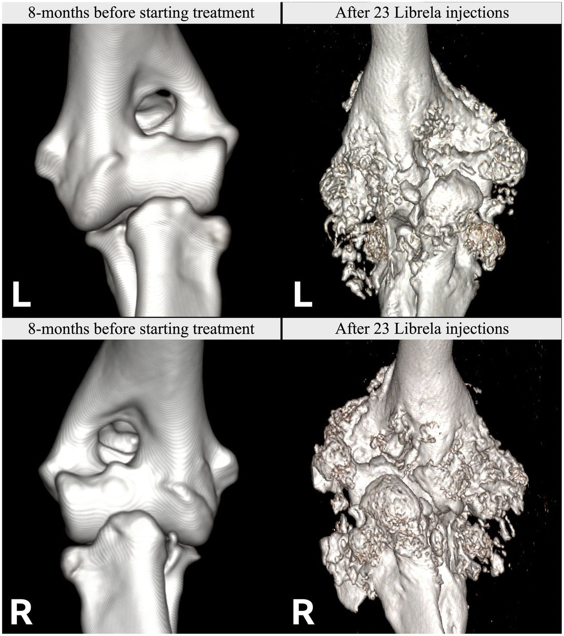 Beransa (Librela) Injections - Miracle pain drug or Risky Gamble?