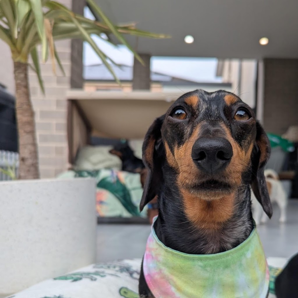 Blossom’s IVDD Recovery Story: From 3 Surgeries to Thriving Again