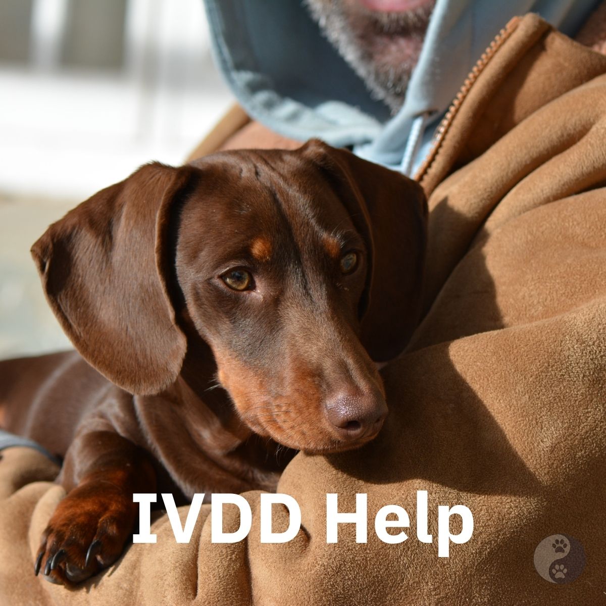 IVDD In Dog's And Pet's (Intervertebral Disc Disease) Including Conservative Treatment Options