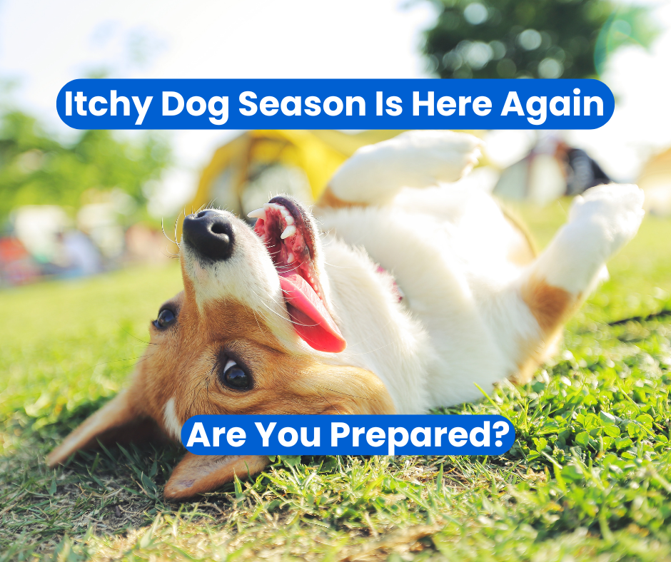 Itchy Dog Season: A Professional 3-Pillar Plan for Fast Relief and Long-Term Calm