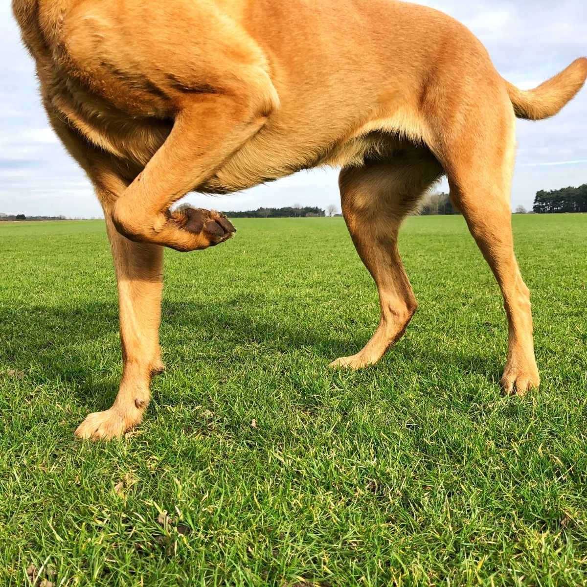 Your Dog is Limping After Exercise: A Professional's Guide to What to Do Next