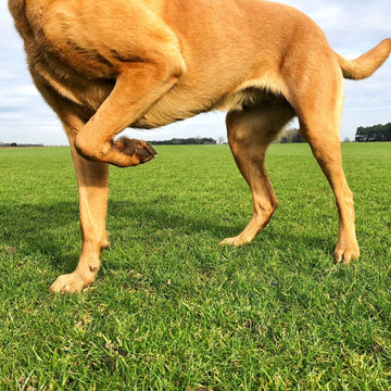 Your Dog is Limping After Exercise: A Professional's Guide to What to Do Next