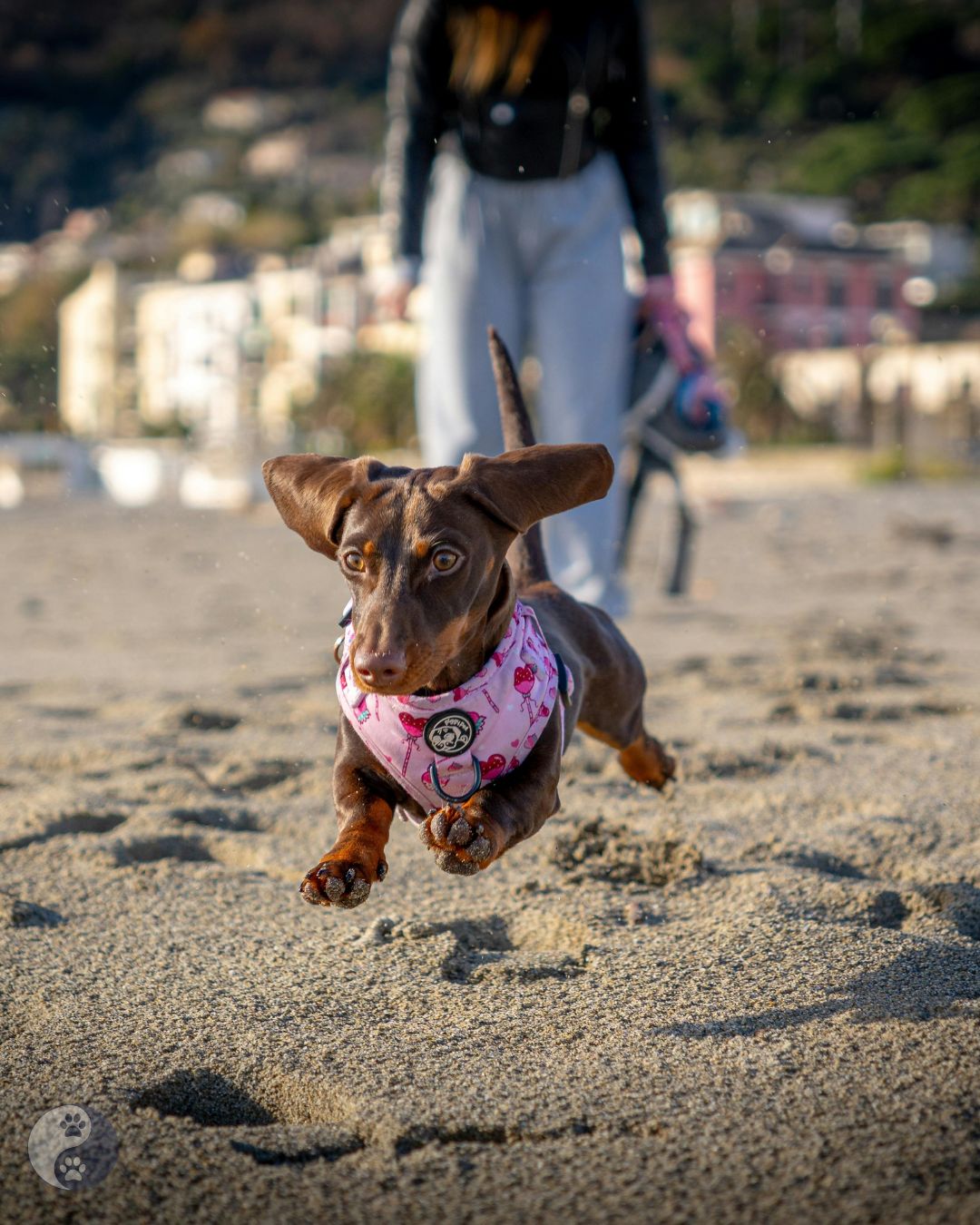 Can Supplements Really Reach Your Dog's Spinal Discs? The Science That Settles The Debate