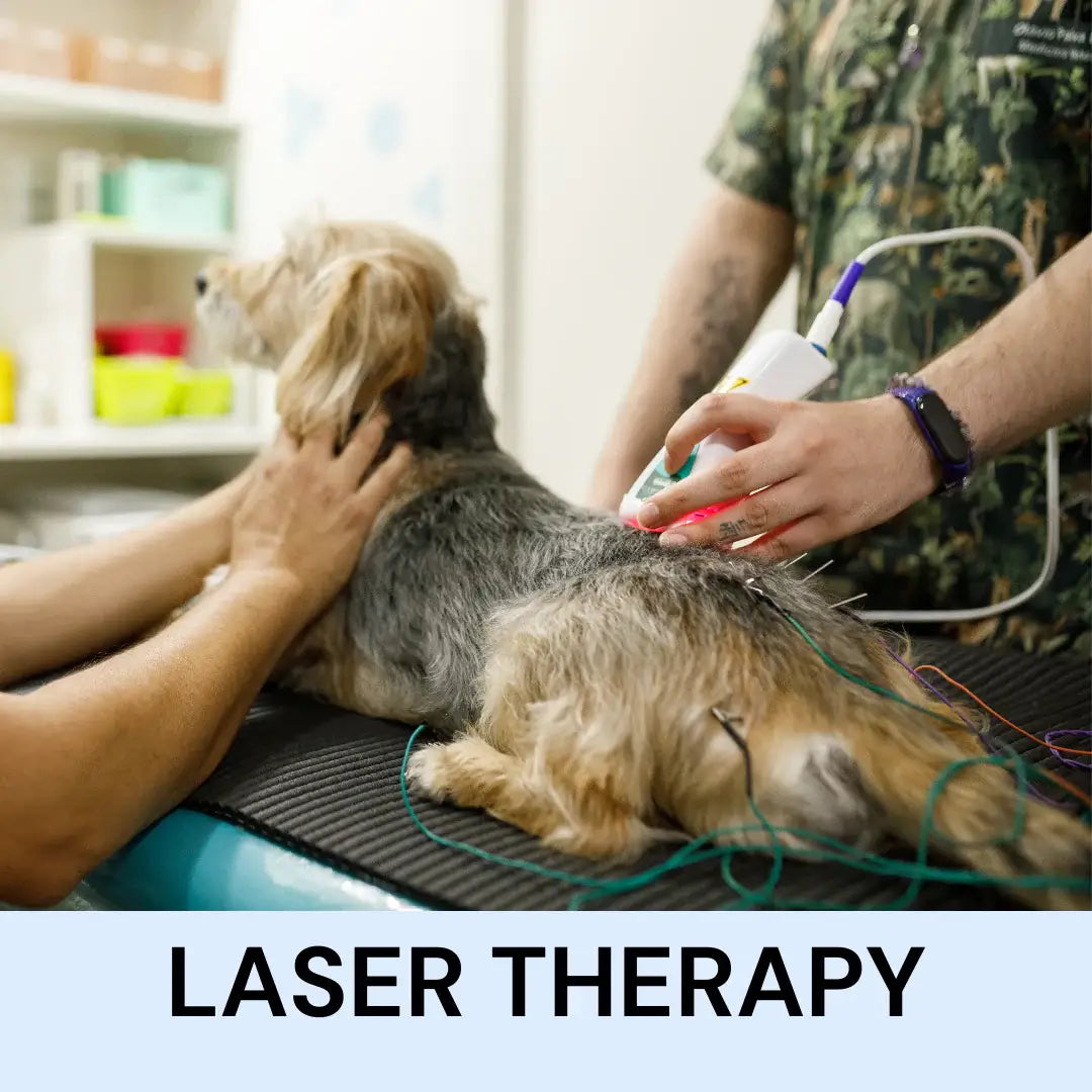 Infrared Laser Therapy vs. Red Light Therapy: What’s the Difference, and How Can It Help Your Dog?