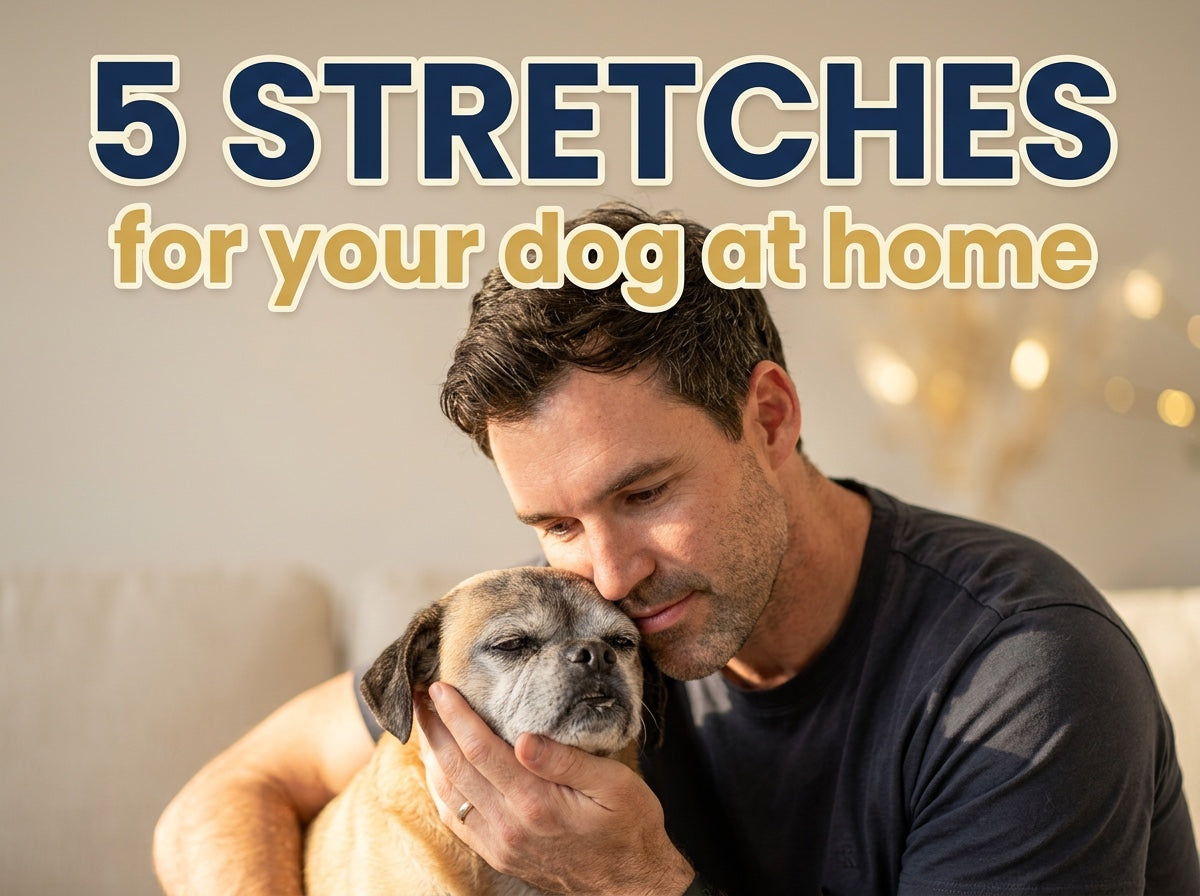 5 Stretches For Your Dog At Home
